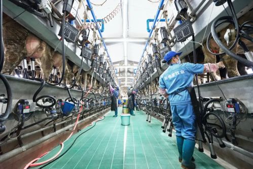 新乳業(yè)發(fā)布業(yè)績預(yù)告 上半年收入預(yù)計同比增長超60%，數(shù)字技術(shù)服務(wù)驅(qū)動強勁增長